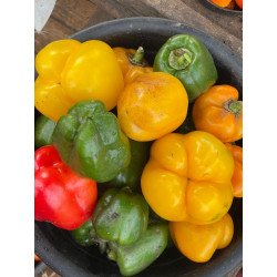 Bell Pepper - 1kg