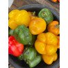 Bell Pepper - 1kg