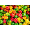 Pepper - 1kg