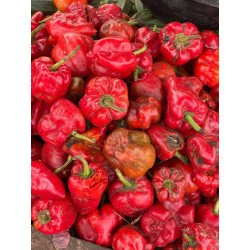 Tatashe Local Pepper - 1kg